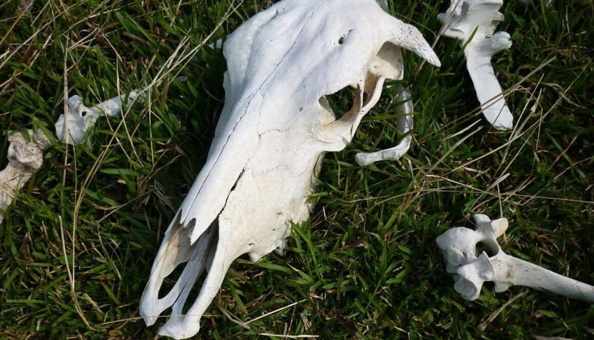 cow skull meat shortages