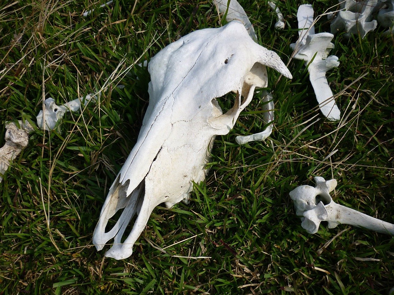cow skull meat shortages cow skull meat shortages