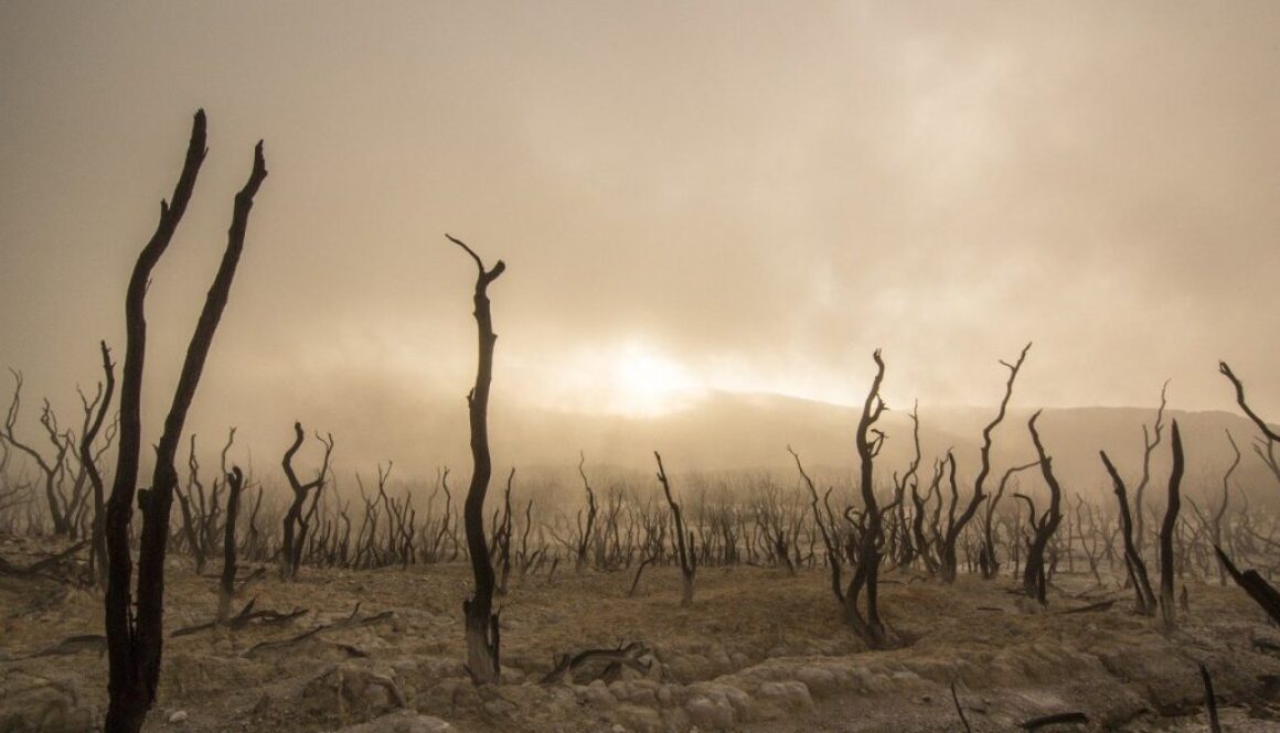 drought food shortages