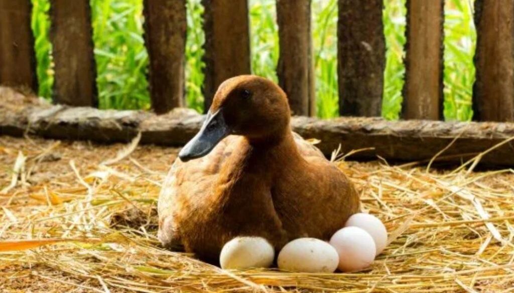 duck eggs rn