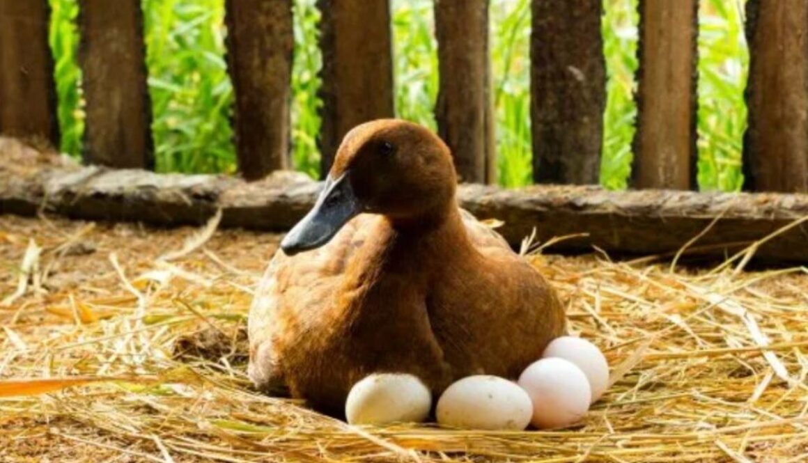 duck eggs rn