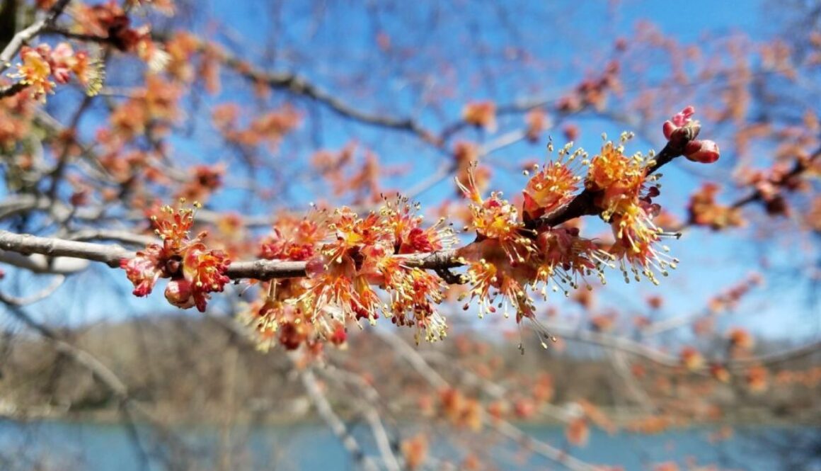 flowering trees