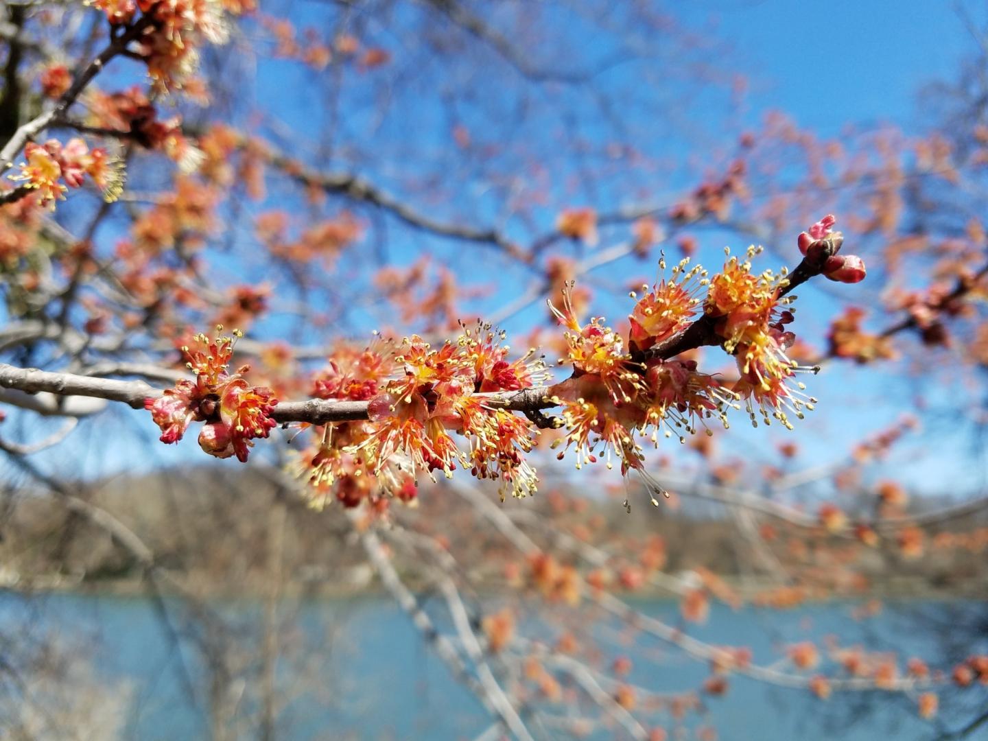 flowering trees flowering trees