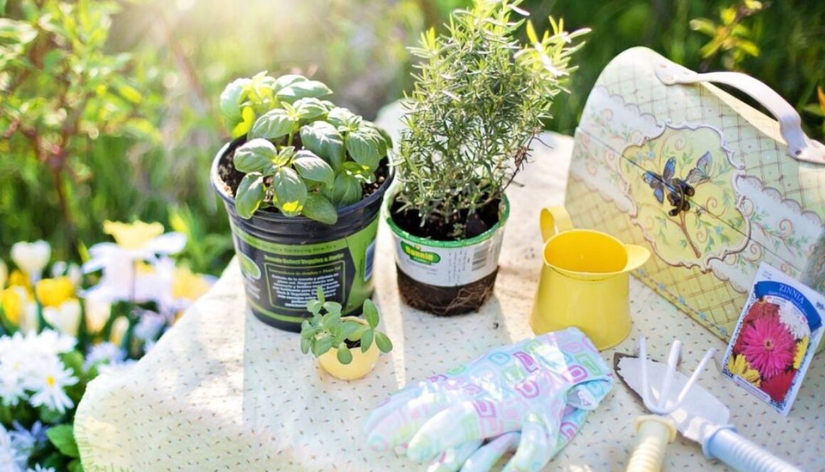 herb garden pix