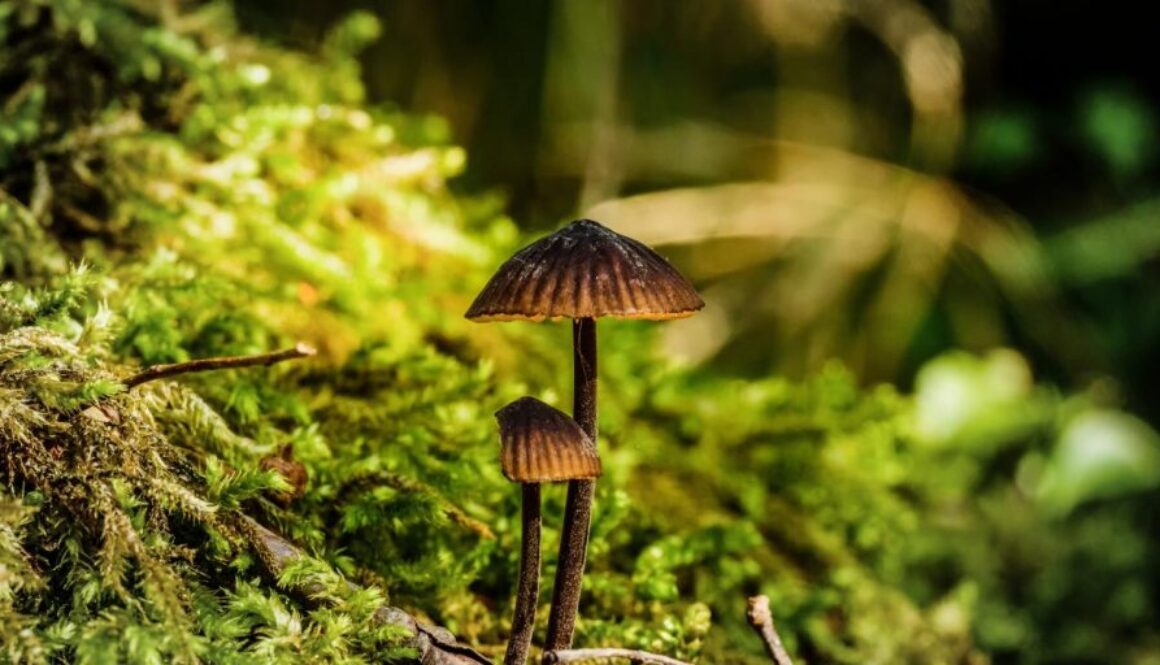 magic mushrooms psilocybin