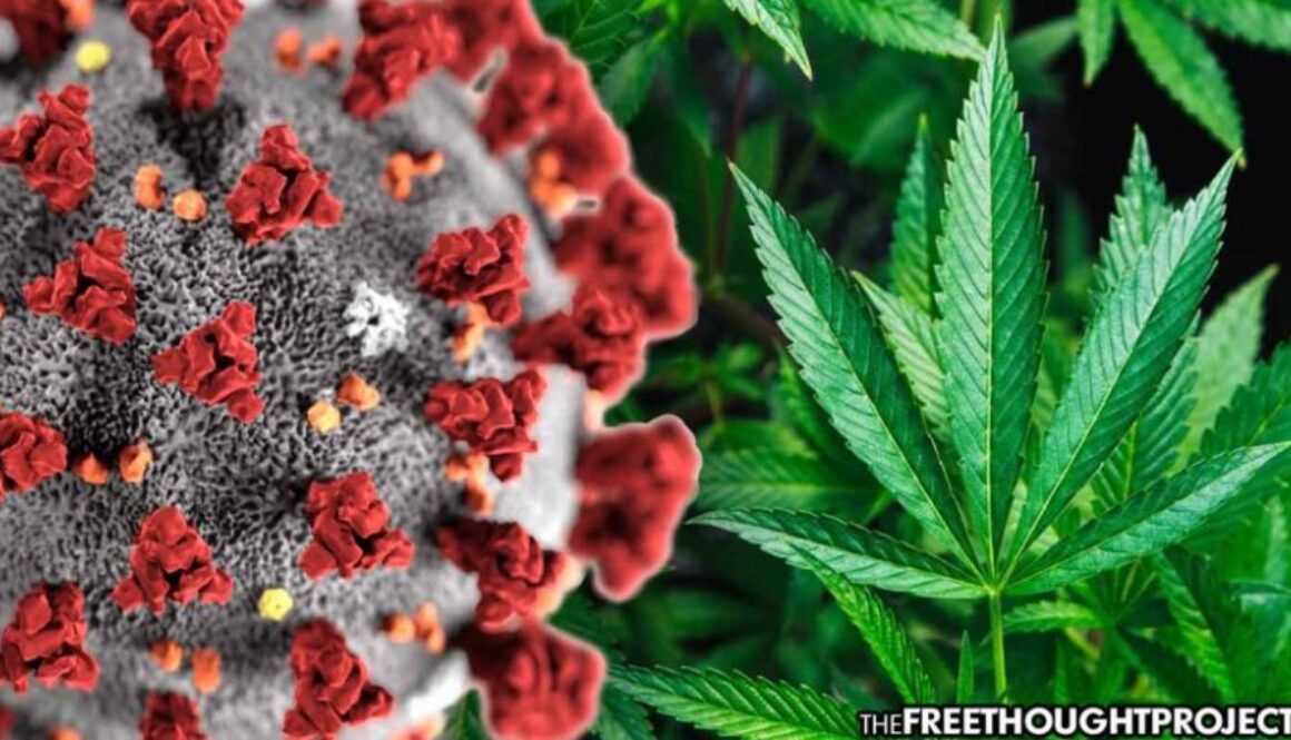 cannabis-corona-1050x525