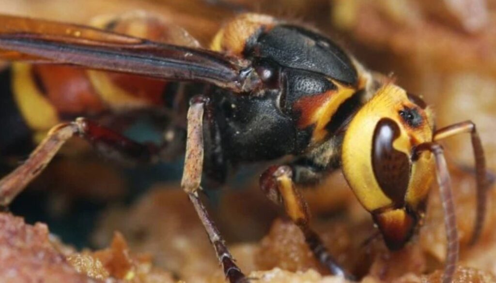 hornet tmu
