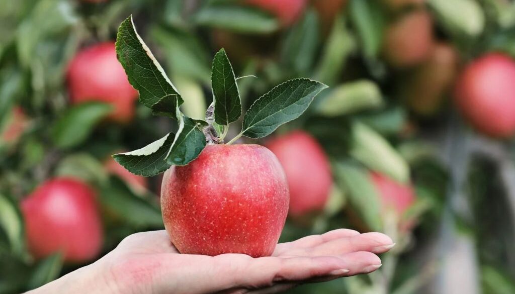 orchard