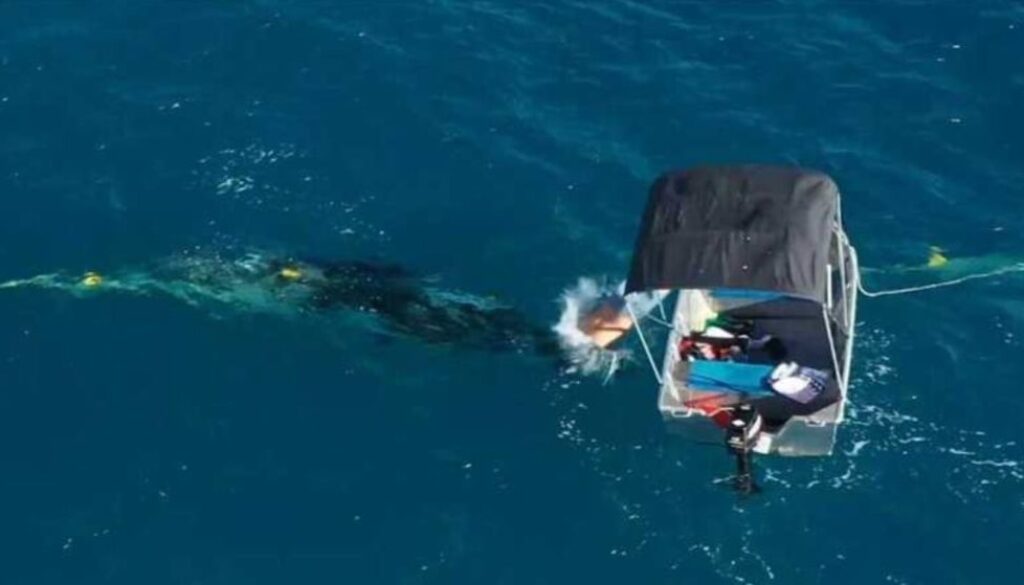 whale tmu