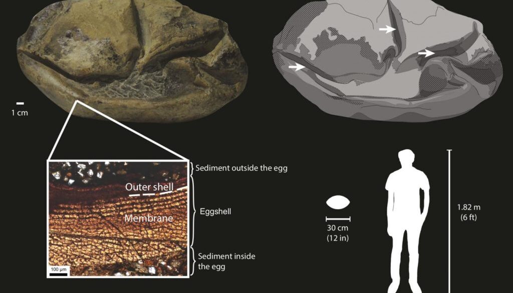 antarctica egg huge