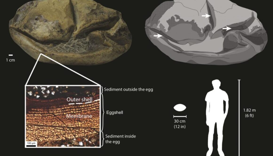 antarctica egg huge