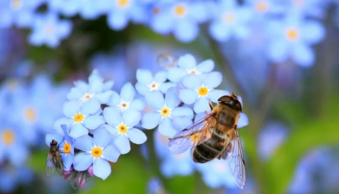 bee garden LIB