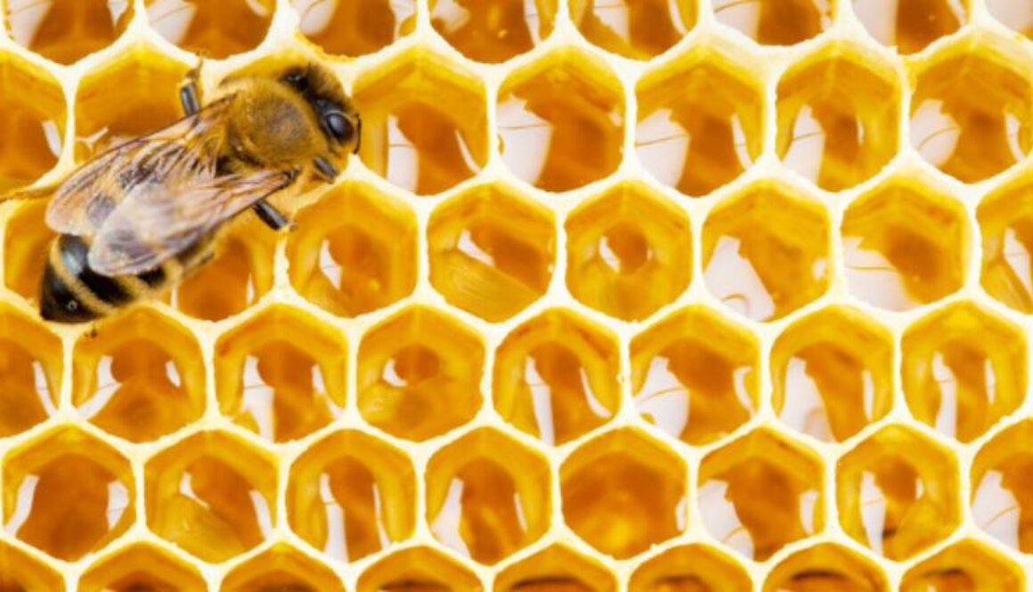 bee propolis