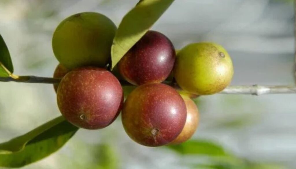 camu camu berry