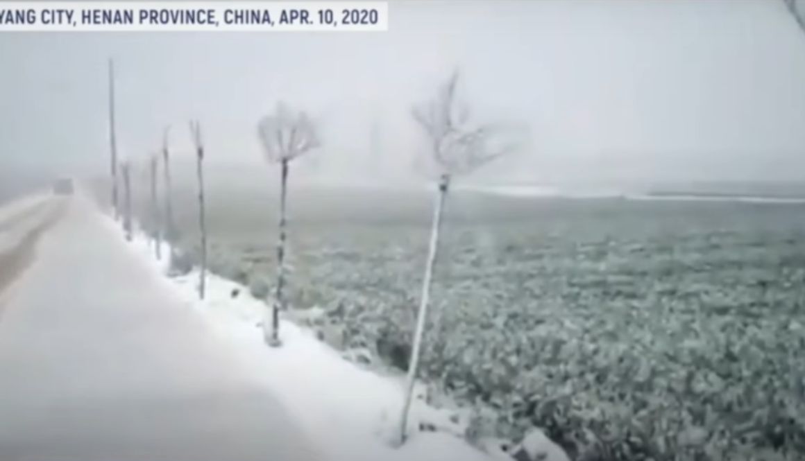 china_wheat_crop_fails_to_cold