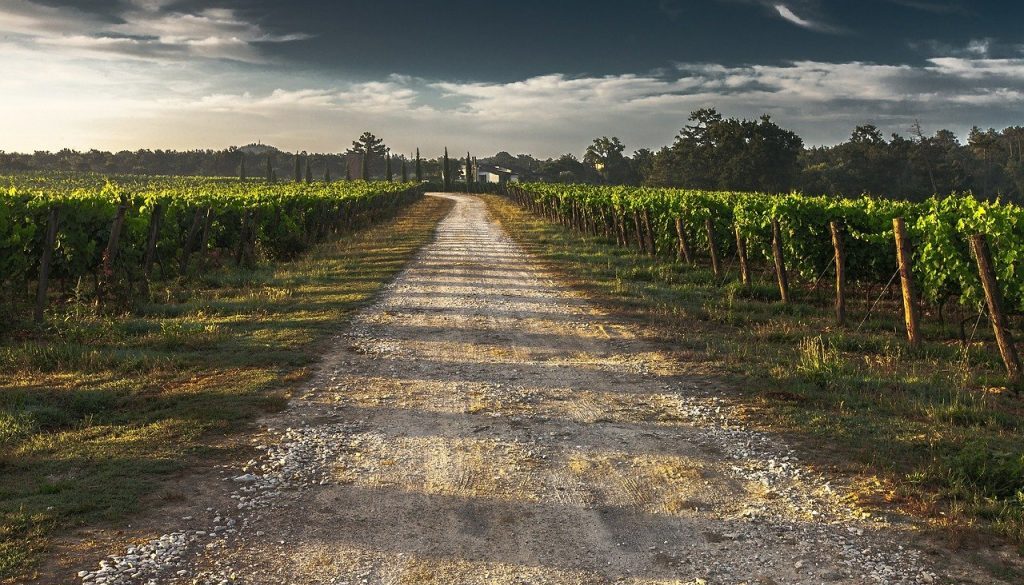farm orchard vineyard