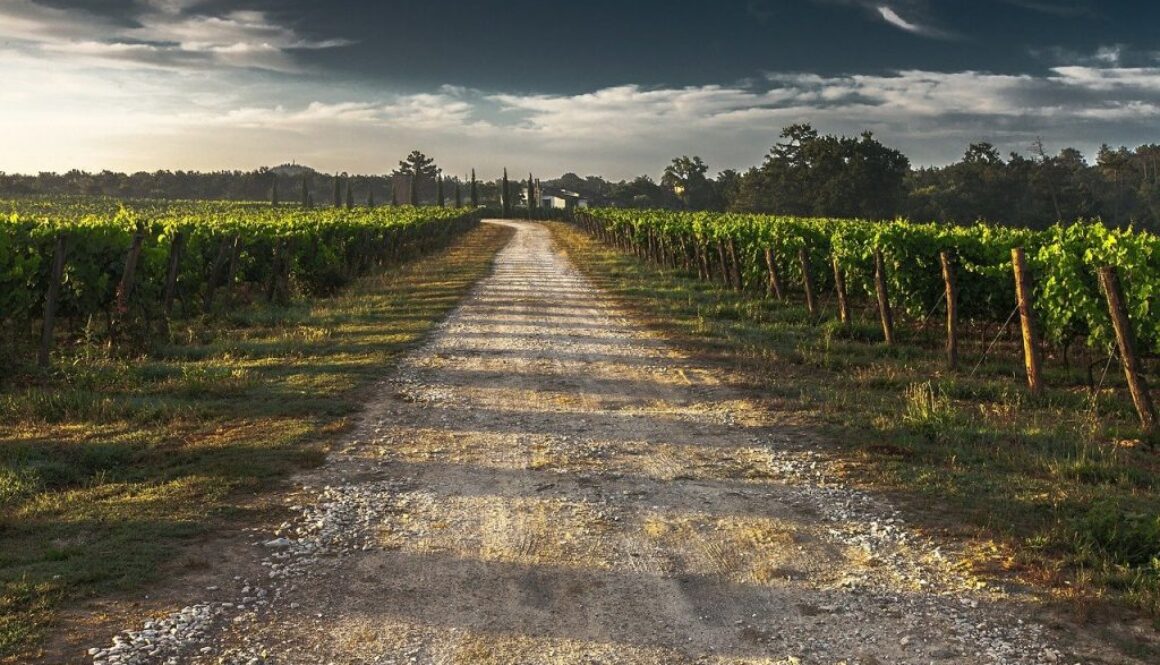 farm orchard vineyard