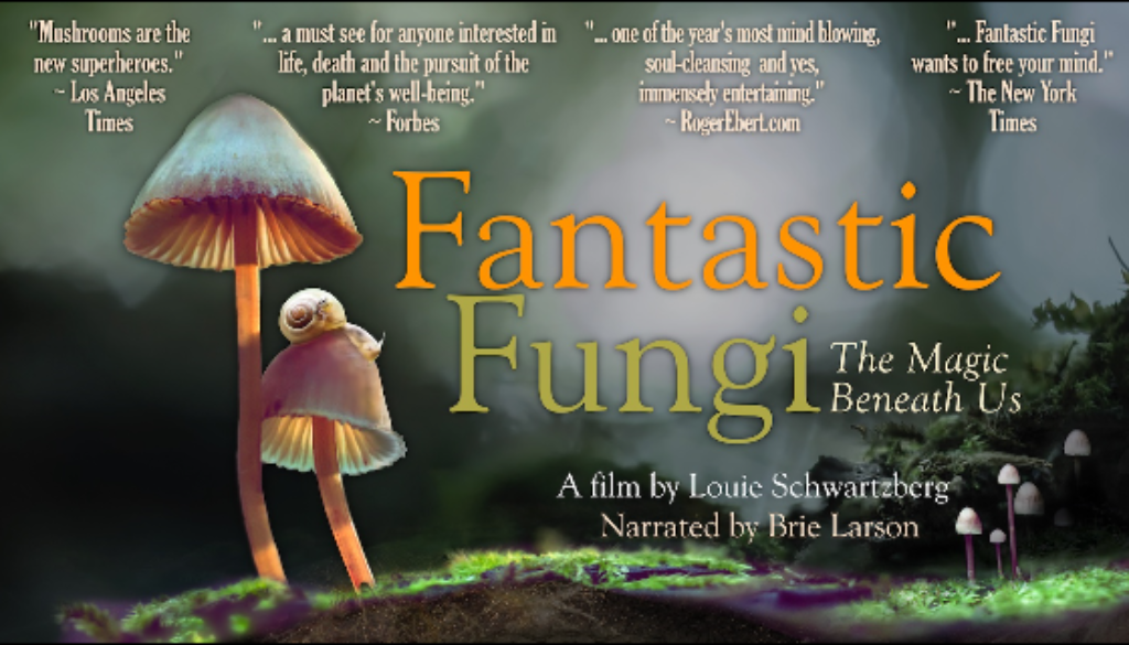 fungi 2