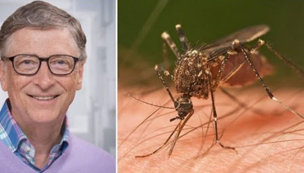 gm mosquitos broze