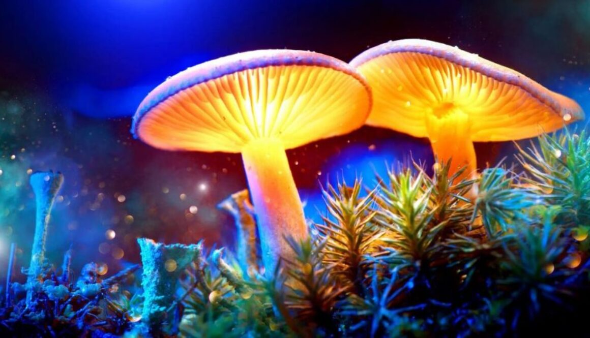 mushrooms vibes tt