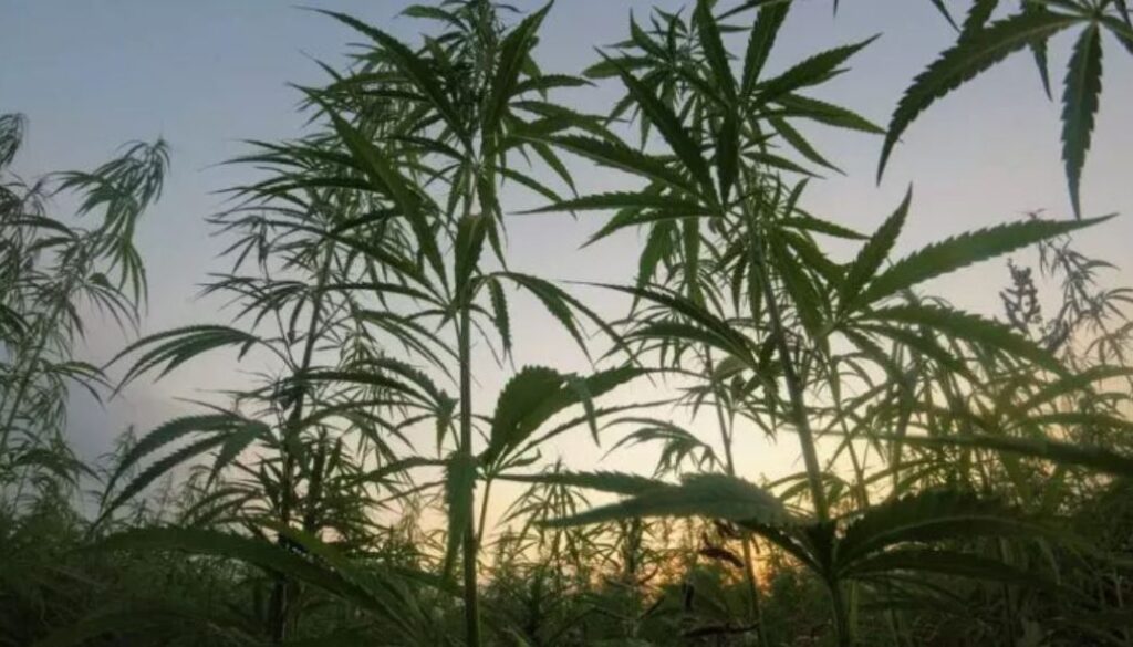 nba marijuana tmu