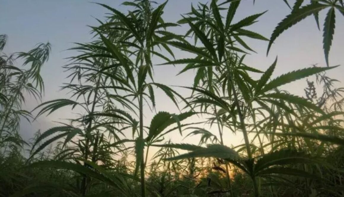 nba marijuana tmu