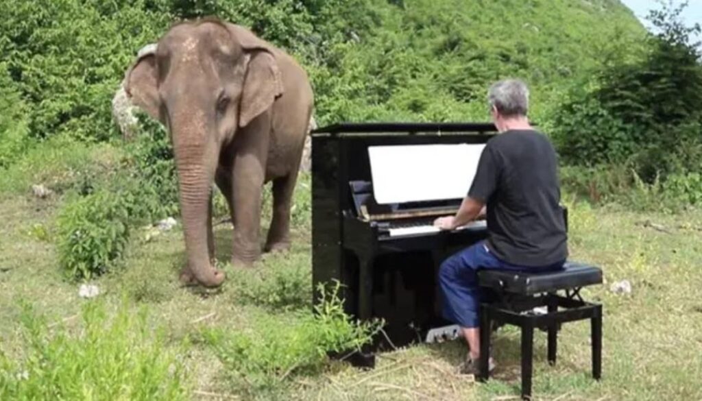elephant thai tt