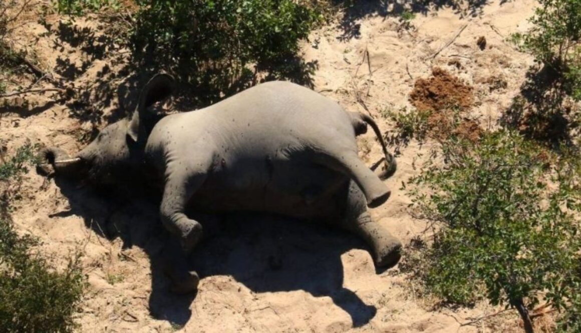elephant tmu