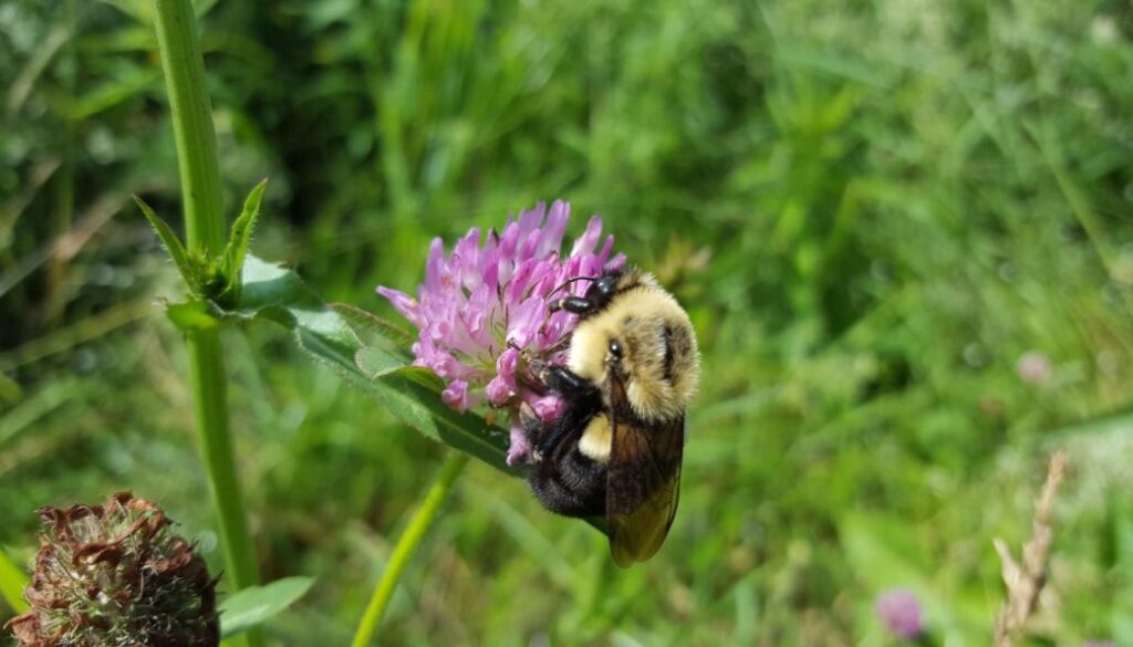 flower habitat for bees