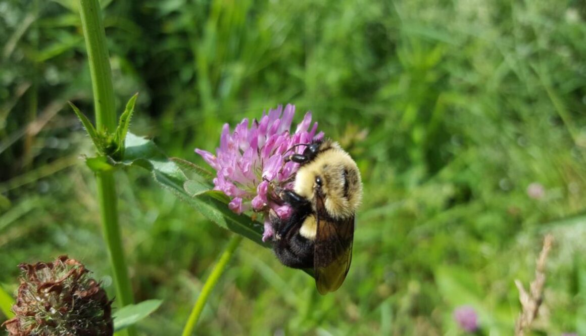flower habitat for bees