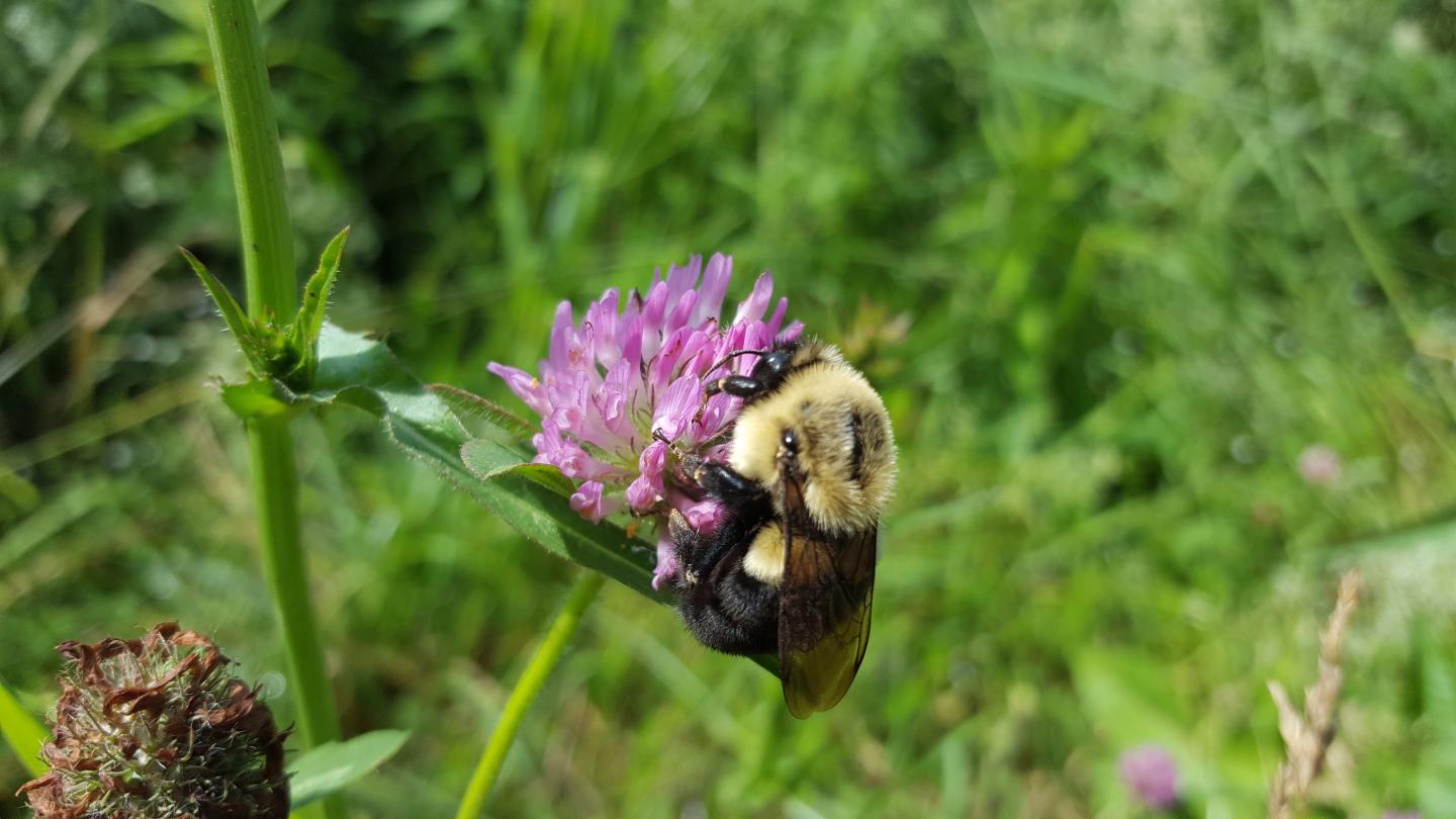 flower habitat for bees