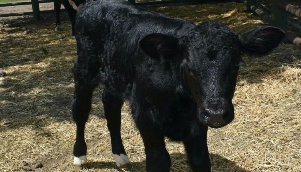 genetically modified bull for male offspring