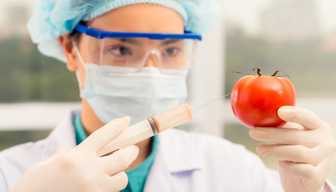 gmo vaccine tomato