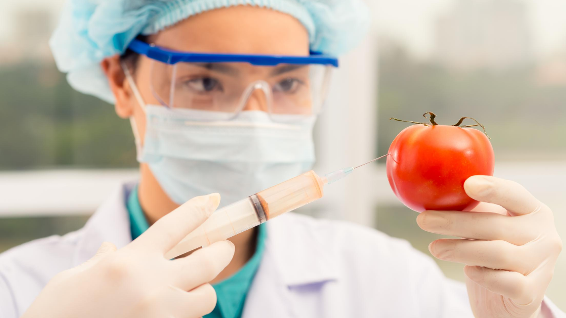gmo vaccine tomato