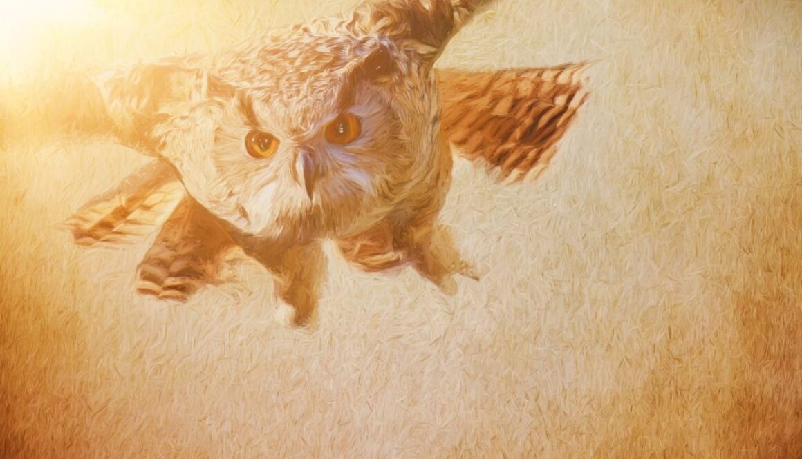 owl NOH