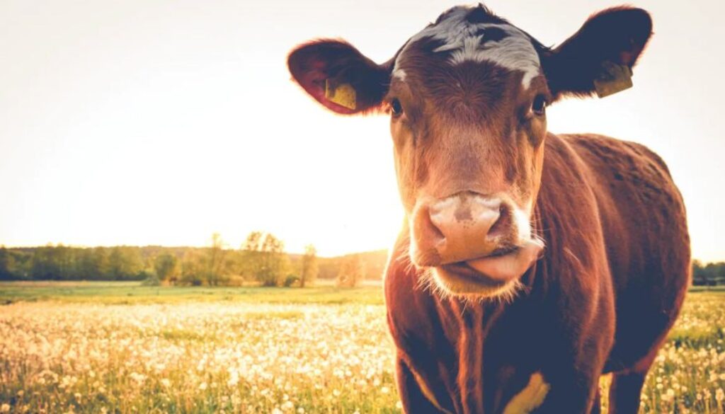 antibiotics farming conversation