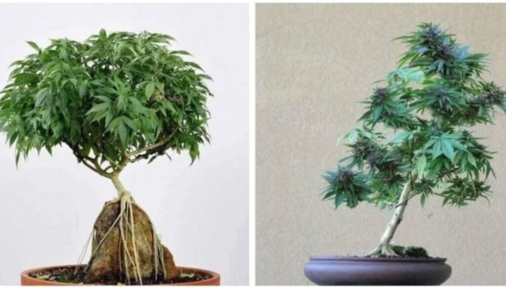 cannabis bonzai tmu