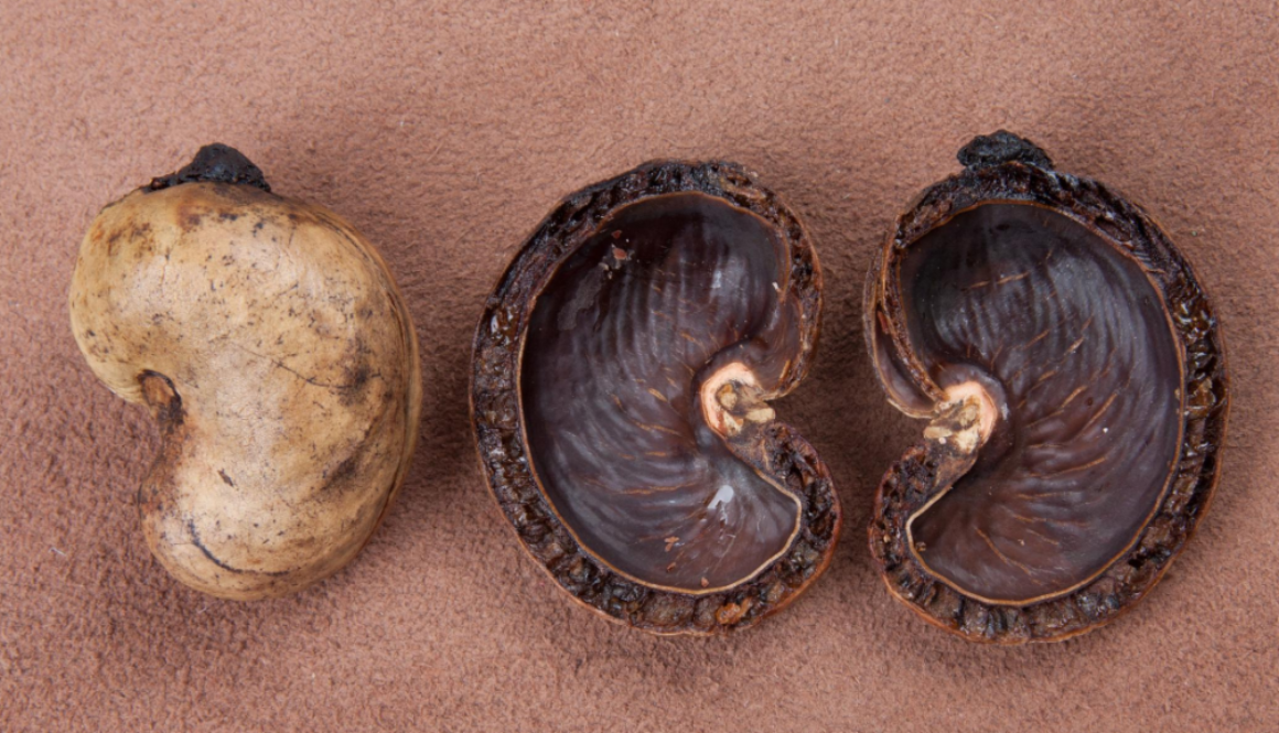 cashew shells