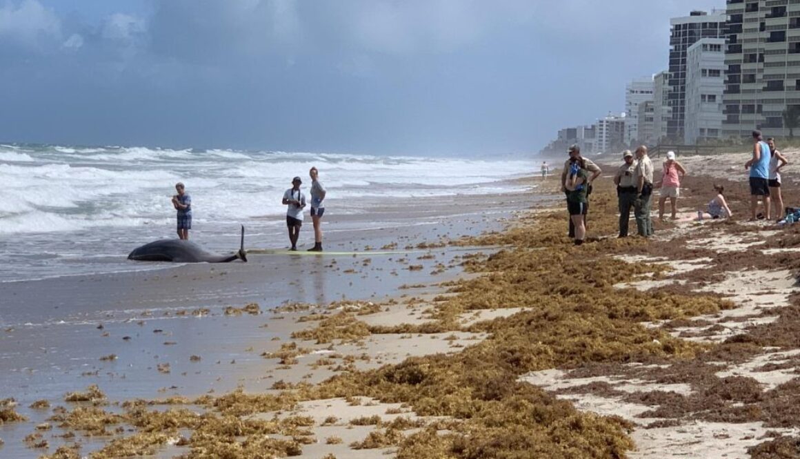 dolphins stranded