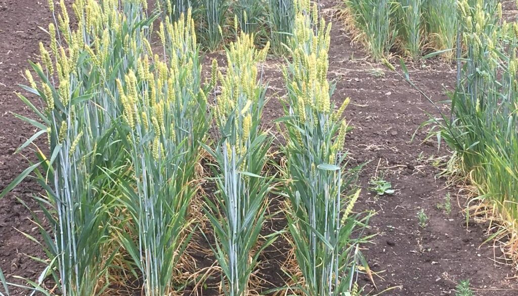 gluten in wheat study