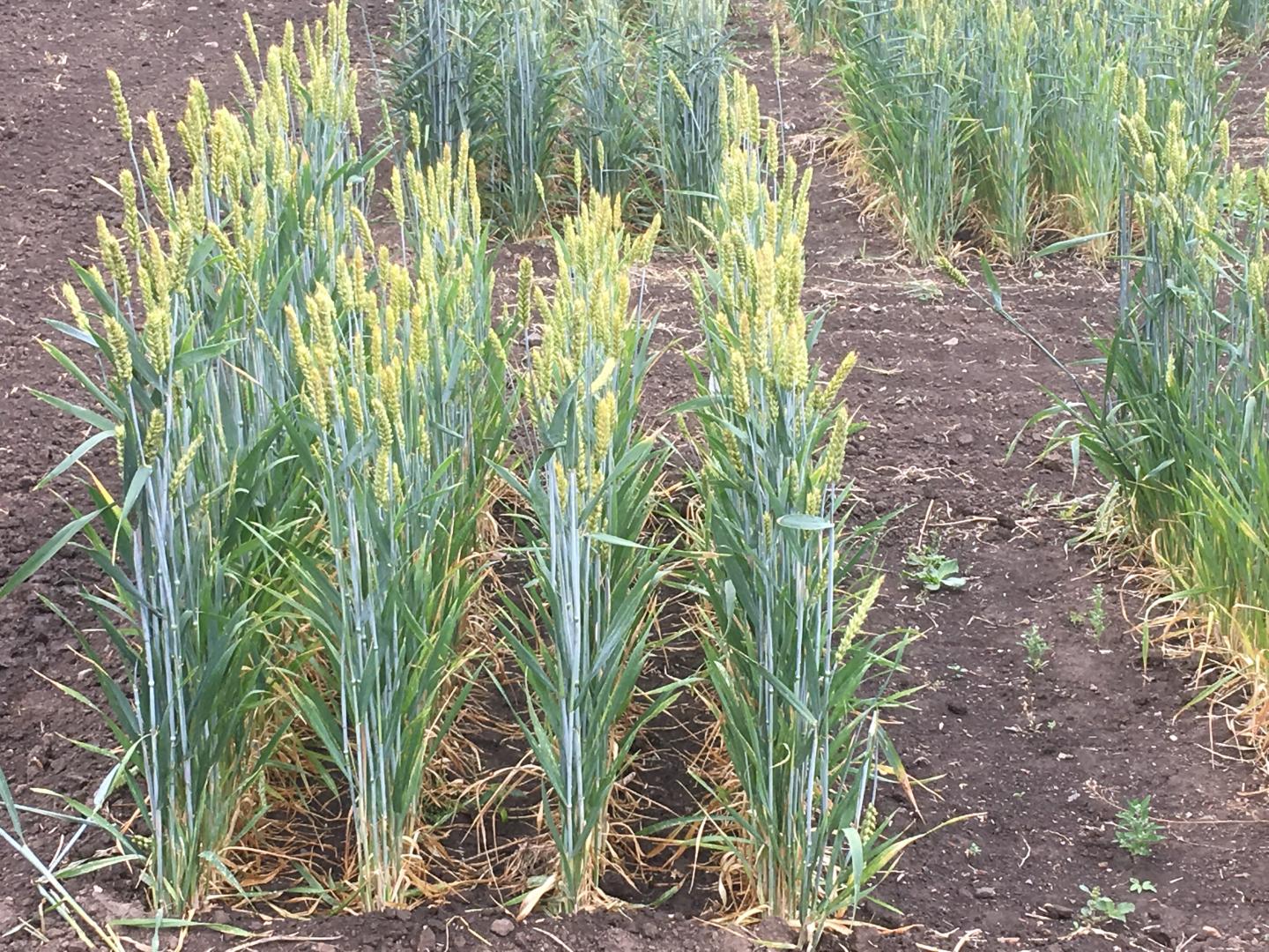 gluten in wheat study gluten in wheat study