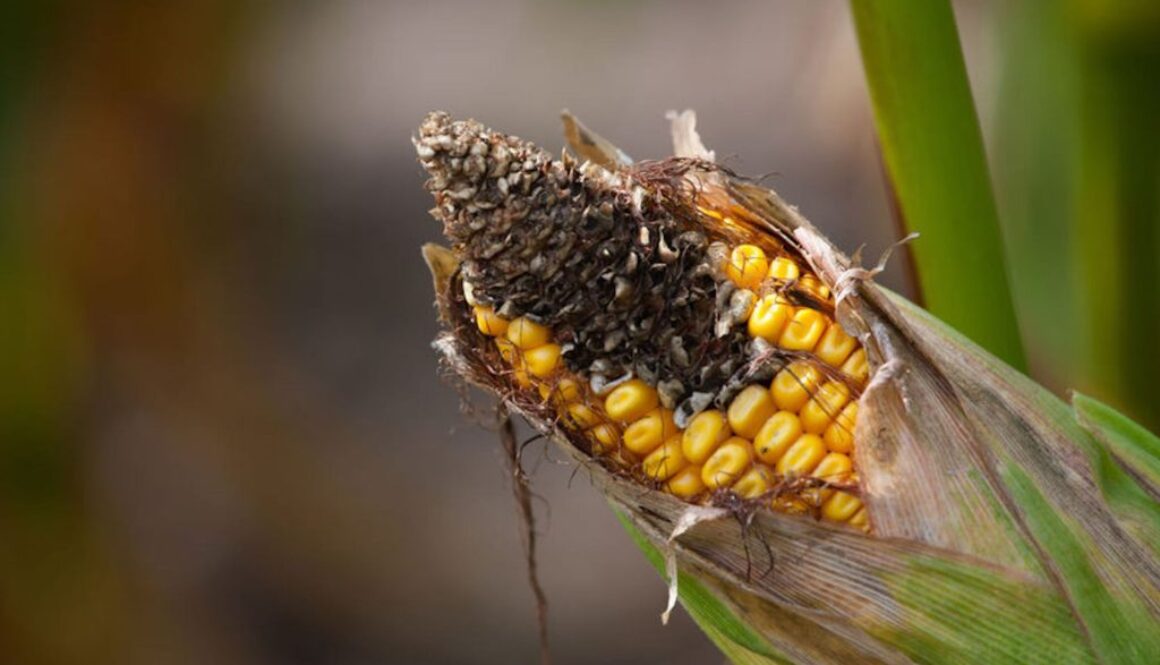 mycotoxins greenmed