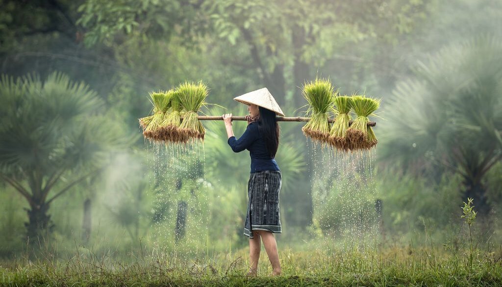 rice farm
