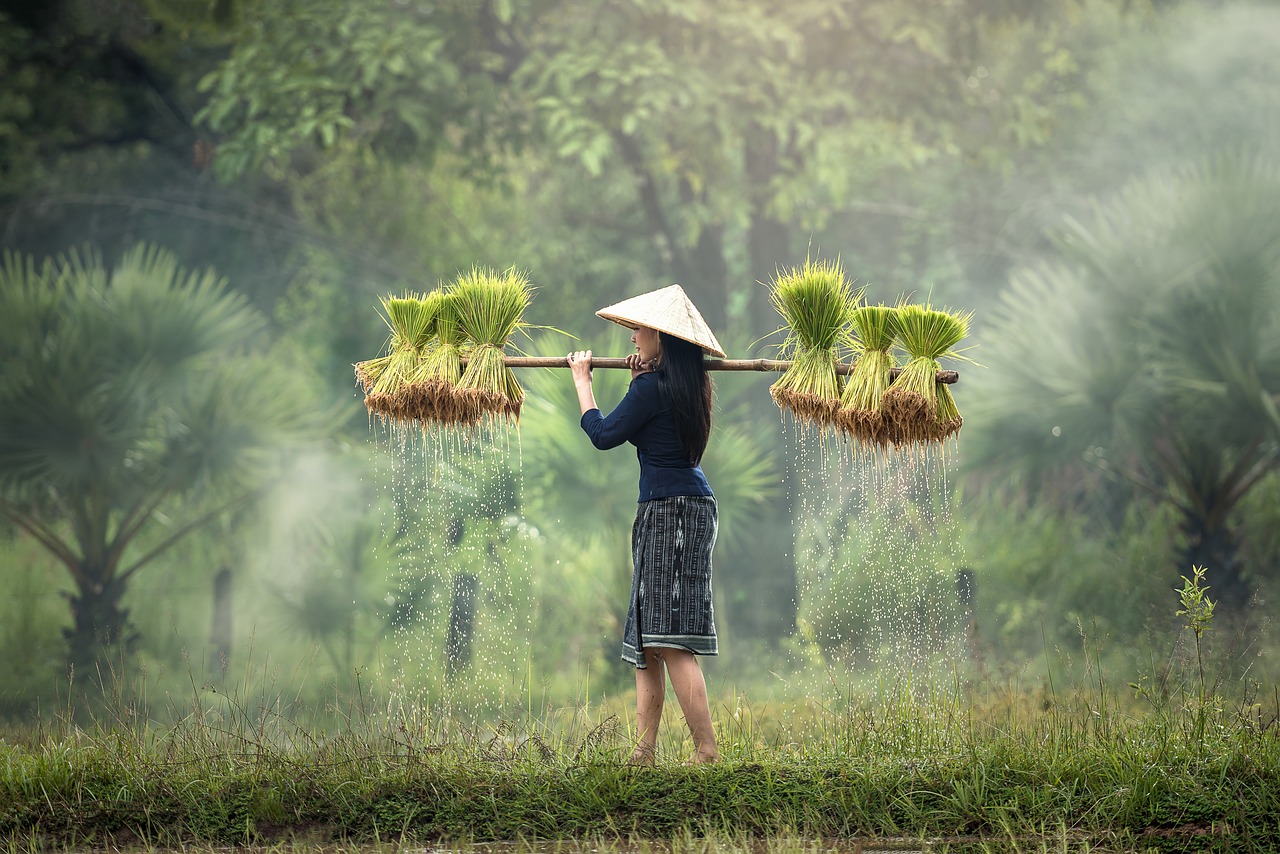 rice farm rice farm