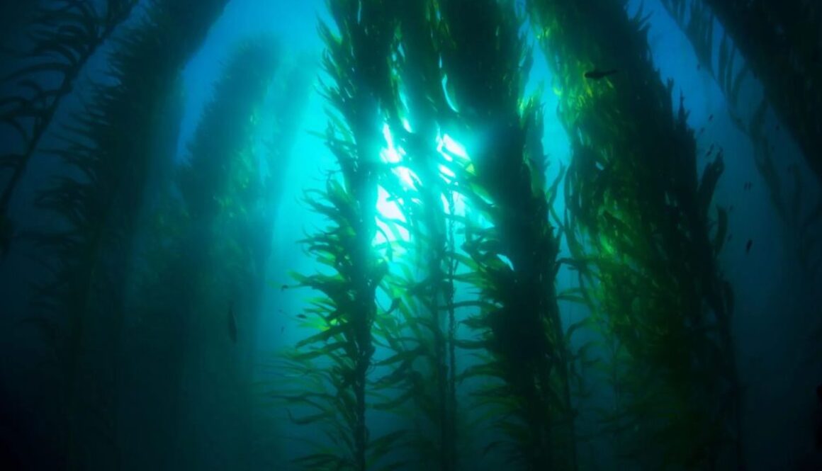 seaweed