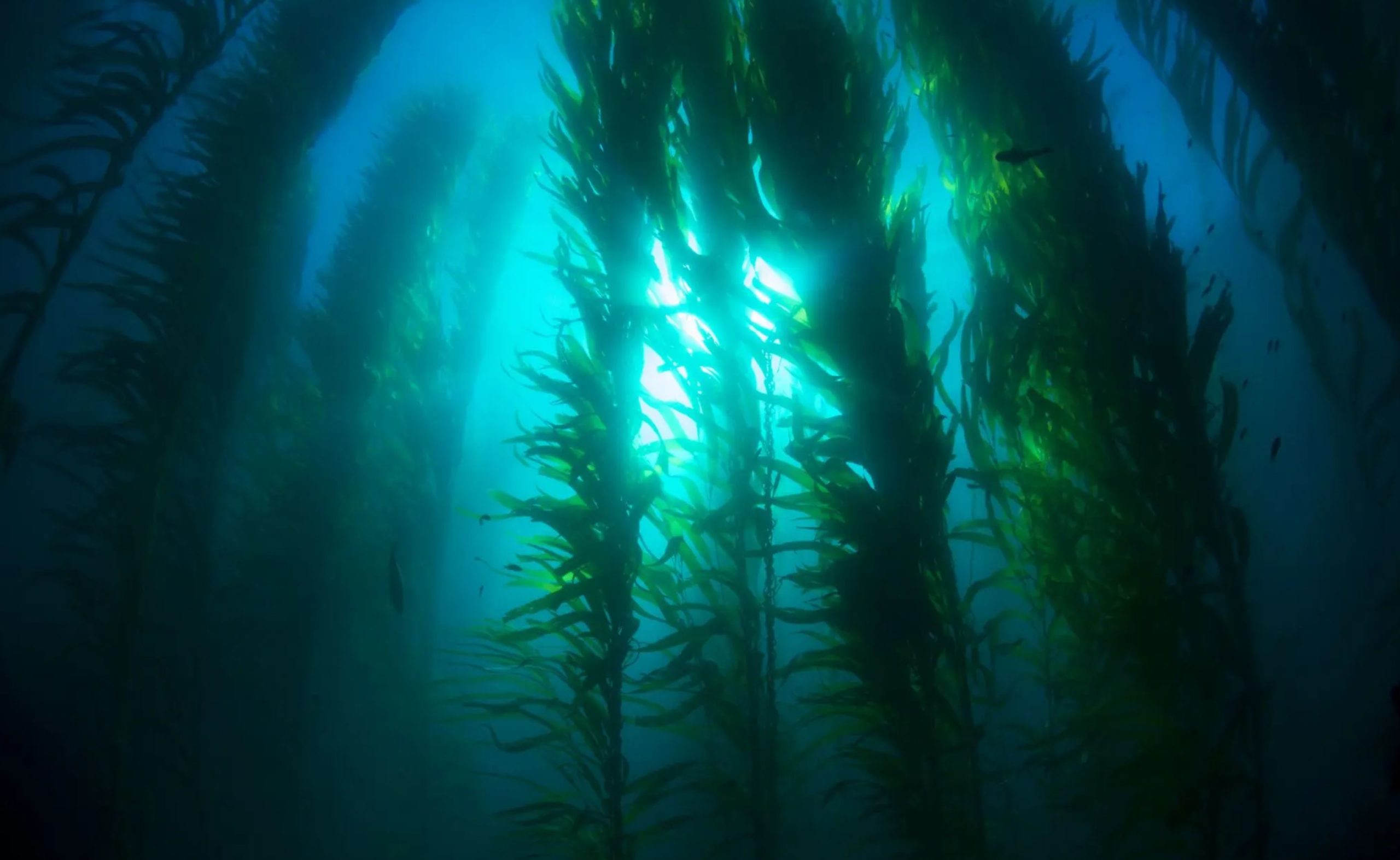 seaweed seaweed