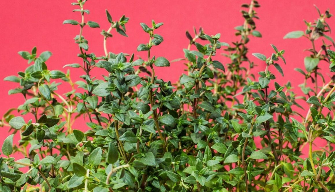thyme pix