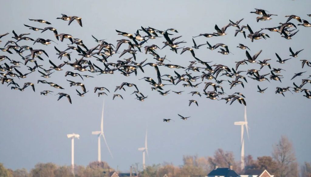 turbines birds