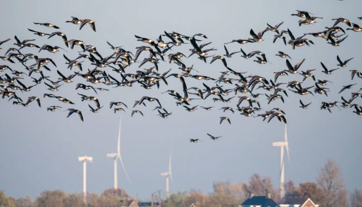 turbines birds