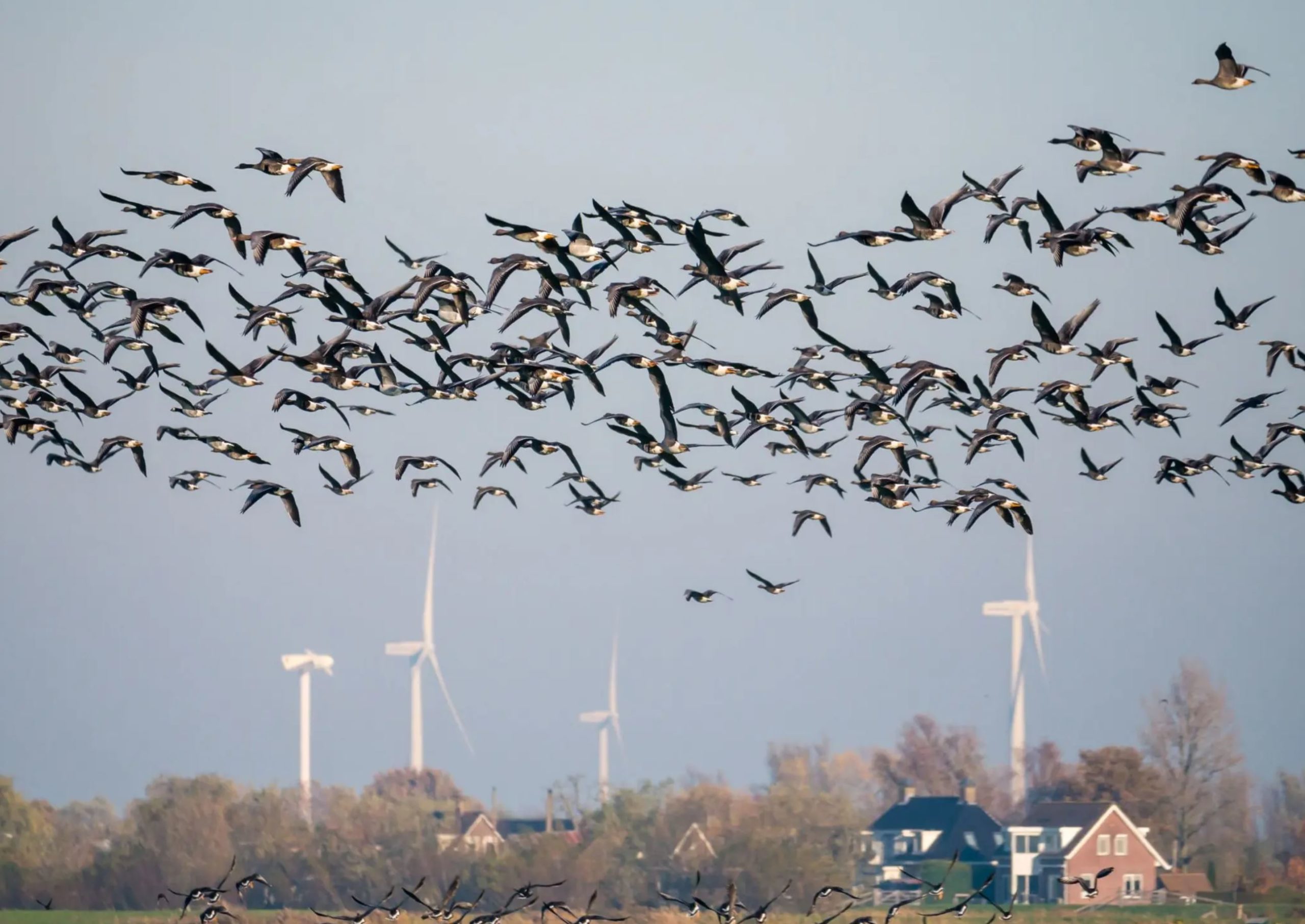 turbines birds turbines birds
